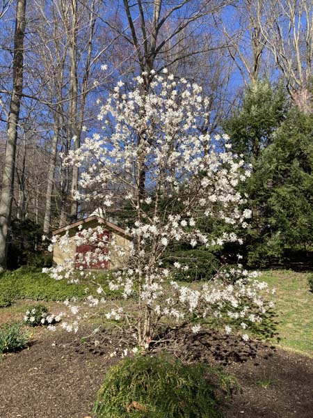 Magnolia Stellata in Bloom March 2023